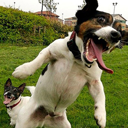 Chien agité, à Metz (Moselle, 57)